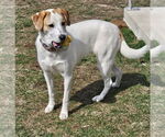 Small #18 Great Pyrenees Mix