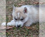 Small Photo #5 Siberian Husky Puppy For Sale in OSCODA, MI, USA