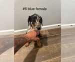 Small #7 Australian Shepherd-Doberman Pinscher Mix