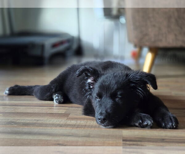 Medium Photo #3 German Shepherd Dog-Unknown Mix Puppy For Sale in The Woodlands, TX, USA