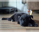 Small #2 German Shepherd Dog Mix