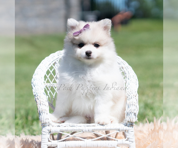 Medium Photo #68 Pomeranian Puppy For Sale in WARSAW, IN, USA