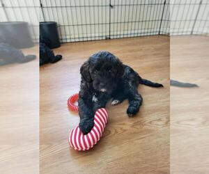 Goldendoodle (Miniature) Puppy for sale in FORT COLLINS, CO, USA