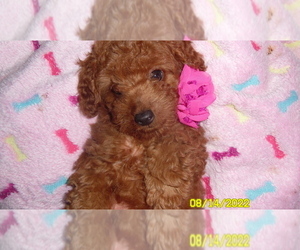 Poodle (Toy) Puppy for sale in DULUTH, GA, USA