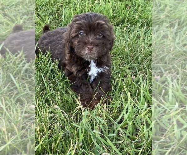Medium Photo #6 Lhasa Apso-Poodle (Toy) Mix Puppy For Sale in CANOGA, NY, USA