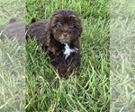 Small Photo #6 Lhasa Apso-Poodle (Toy) Mix Puppy For Sale in CANOGA, NY, USA