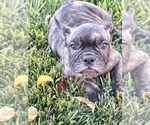 Small Photo #111 French Bulldog Puppy For Sale in COLUMBUS, OH, USA