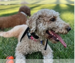Mother of the Goldendoodle (Miniature) puppies born on 05/09/2025