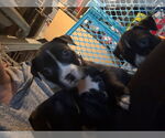 Small #2 American Pit Bull Terrier Mix