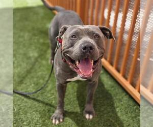 American Bulldog-Unknown Mix Dogs for adoption in Las Vegas, NV, USA