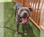 Small American Bulldog Mix