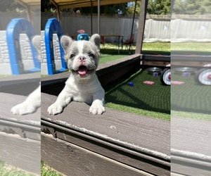 French Bulldog Puppy for sale in LAS VEGAS, NV, USA