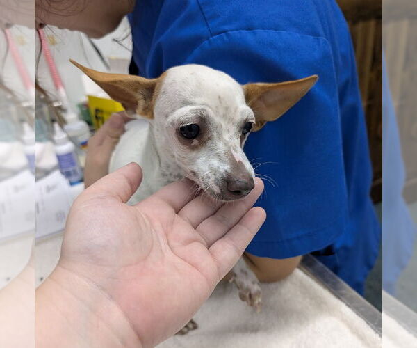 Medium Photo #1 Rat Terrier-Unknown Mix Puppy For Sale in Chico, CA, USA