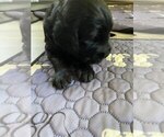 Small Photo #22 Goldendoodle Puppy For Sale in PARKER CITY, IN, USA