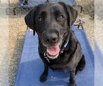 Small #13 Labrador Retriever