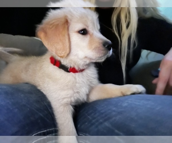 Medium Photo #12 Golden Retriever Puppy For Sale in MILTON, FL, USA