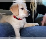 Small Photo #12 Golden Retriever Puppy For Sale in MILTON, FL, USA