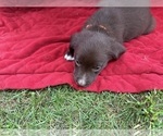Small #6 Borador
