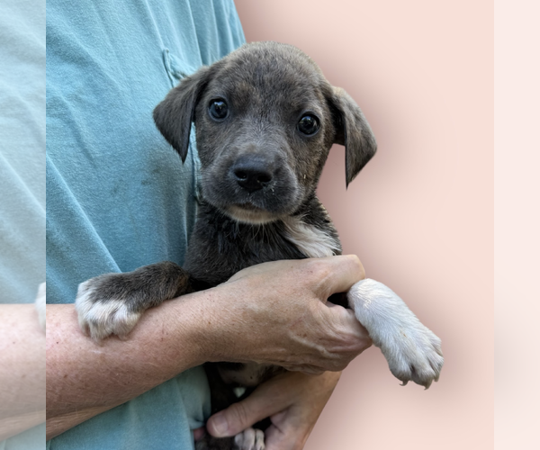 Medium Photo #1 Mutt Puppy For Sale in Rockville, MD, USA