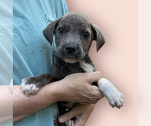 Mutt Dogs for adoption in Rockville, MD, USA