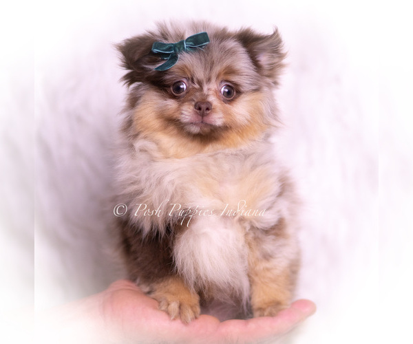 Medium Photo #68 Pomeranian Puppy For Sale in WARSAW, IN, USA