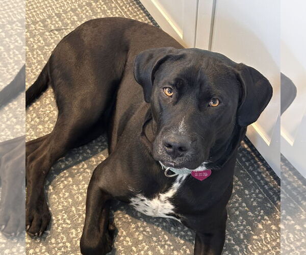 Medium Photo #5 American Pit Bull Terrier-Labrador Retriever Mix Puppy For Sale in Fargo, ND, USA