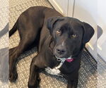 Small #4 American Pit Bull Terrier-Labrador Retriever Mix