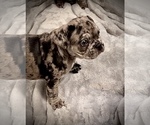 Small Photo #12 French Bulldog Puppy For Sale in GIG HARBOR, WA, USA