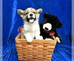Puppy 2 Pembroke Welsh Corgi