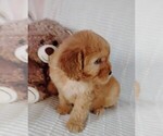 Small #1 Cockapoo (Miniature)
