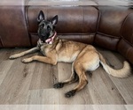 Small Photo #1 Belgian Malinois Puppy For Sale in SIMI VALLEY, CA, USA