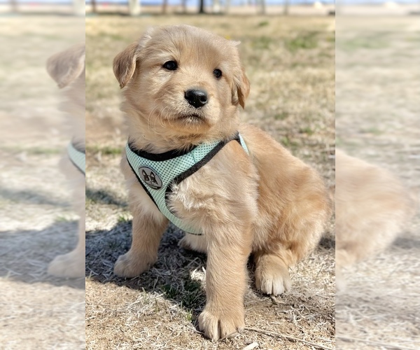 Medium Photo #5 Golden Retriever Puppy For Sale in COLORADO SPRINGS, CO, USA