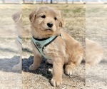 Small #4 Golden Retriever