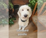 Small Photo #1 Labradoodle Puppy For Sale in MONTROSE, CO, USA
