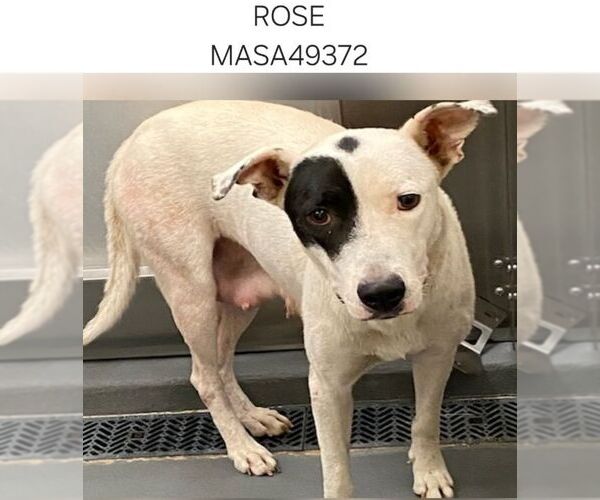 Medium Photo #4 American Pit Bull Terrier Puppy For Sale in GILBERTS, IL, USA