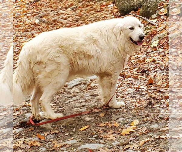 Medium Photo #5 Great Pyrenees Puppy For Sale in Croydon, NH, USA