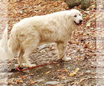 Small #4 Great Pyrenees
