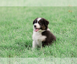 Small Photo #49 Australian Shepherd Puppy For Sale in ARODA, VA, USA