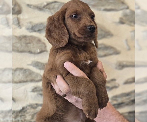 Medium Photo #4 Irish Doodle (Miniature) Puppy For Sale in NEW HOLLAND, PA, USA