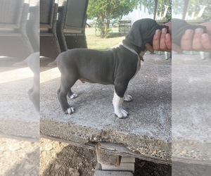 American Bully-American Pit Bull Terrier Mix Puppy for sale in ZEPHYR, TX, USA