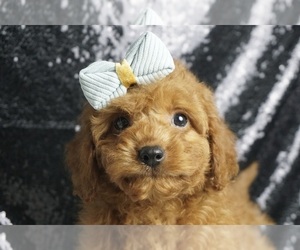 Cavapoo Puppy for sale in WARSAW, IN, USA
