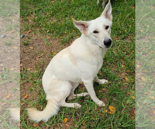 Medium Photo #1 - Mix Puppy For Sale in Hoffman Estates, IL, USA