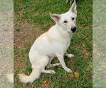 Dolly - Female - Mix Dog for Adoption - Small photo