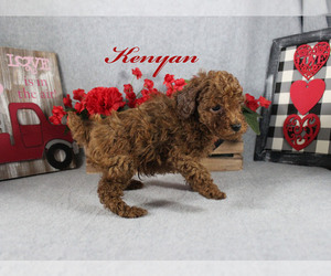 Poodle (Toy) Puppy for sale in CHANUTE, KS, USA