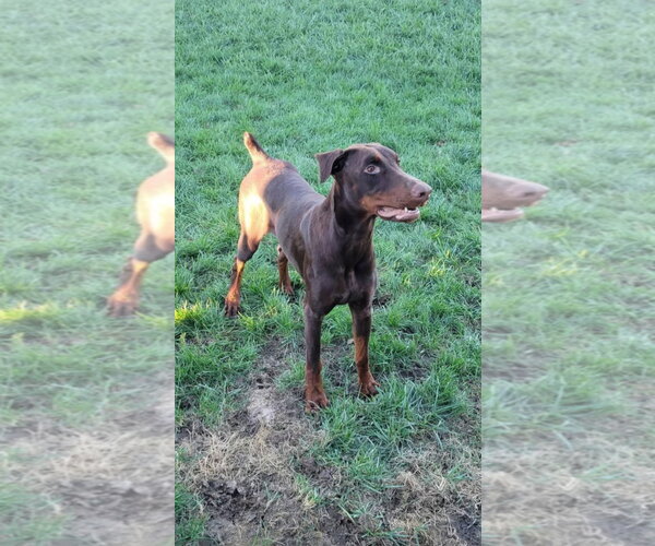 Medium Photo #3 Doberman Pinscher Puppy For Sale in Buffalo, MN, USA