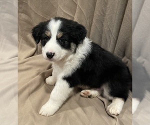 Australian Shepherd Puppy for sale in KINGSPORT, TN, USA