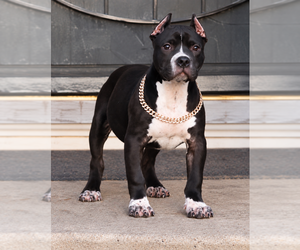 American Bully Puppy for Sale in CHAMPAIGN, Illinois USA