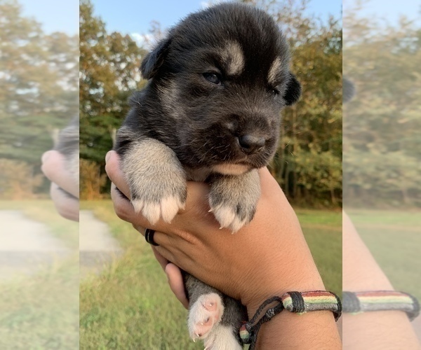 Medium Photo #3 German Shepherd Dog-Siberian Husky Mix Puppy For Sale in BRIDGETON, NJ, USA