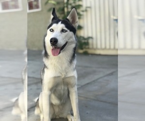 Siberian Husky Puppy for sale in ONTARIO, CA, USA
