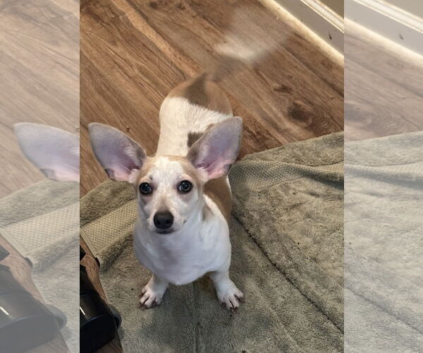 Medium Photo #1 Chihuahua-Unknown Mix Puppy For Sale in Holly Springs, NC, USA